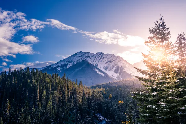 Snow dusted mountain above pine forest at sunrise