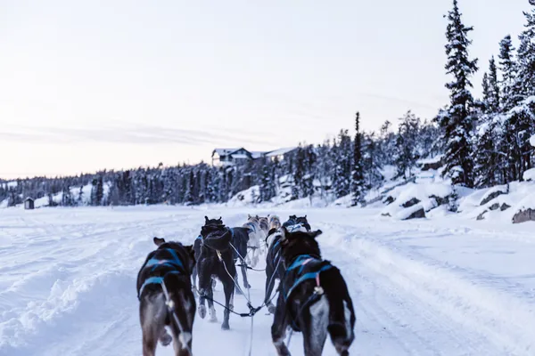 Dog sled team running across the snow near Yellowknife